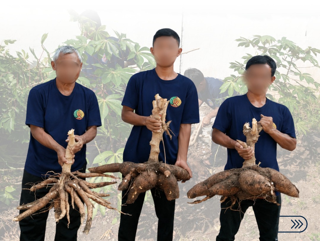 Lapas Wonogiri Panen Singkong, Wujud Nyata Pembinaan Produktif dan Kemandirian Pangan