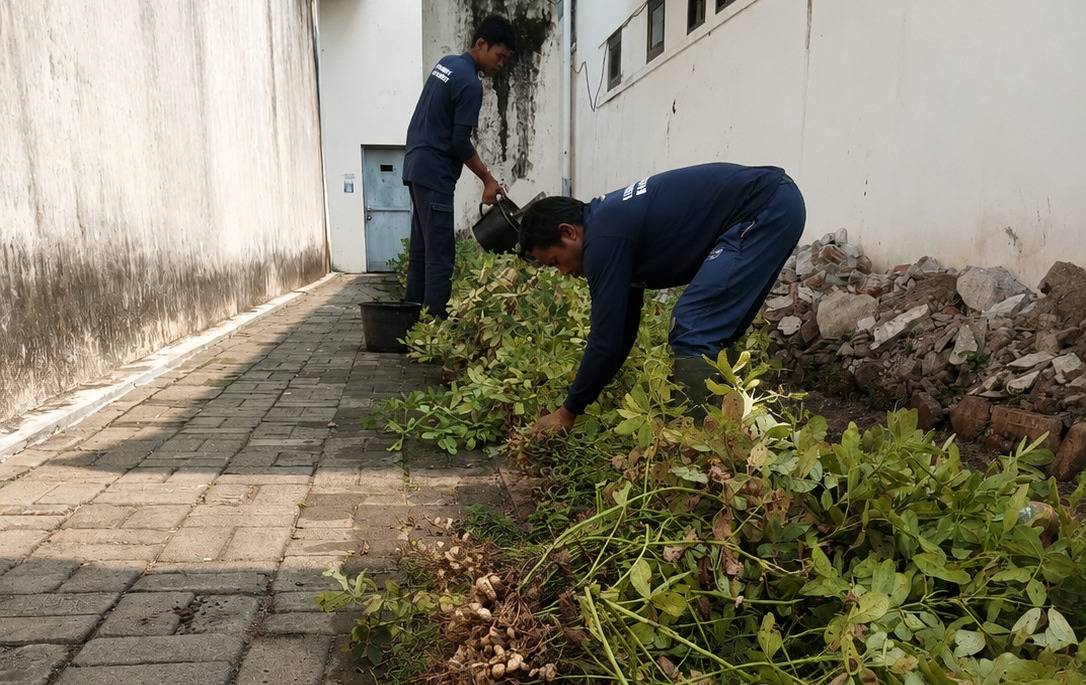 Lapas Wonogiri Kembali Panen Kacang Tanah Sebagai Wujud Nyata Kemandirian Pangan